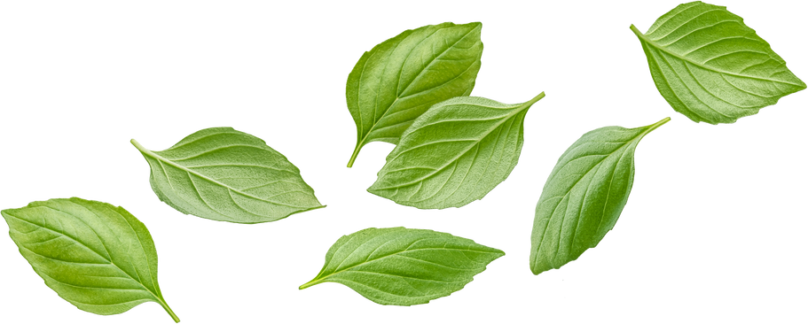 Basil Leaves Illustration